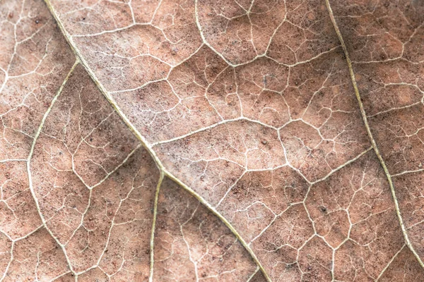 Крупним Планом Знімок Текстури Сухого Листа — стокове фото