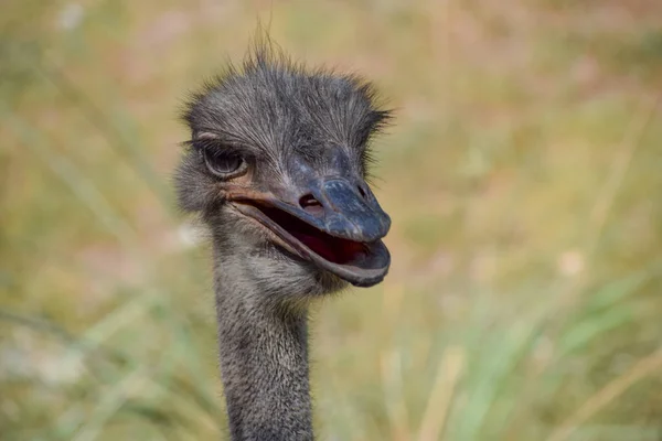 Portret Śmiesznie Wyglądającego Strusia Pospolitego Struthio Camelus — Zdjęcie stockowe