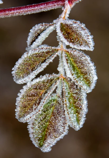 Ett Selektivt Fokus Gröna Växternas Blad Täckta Kristallklar Morgonfrost — Stockfoto