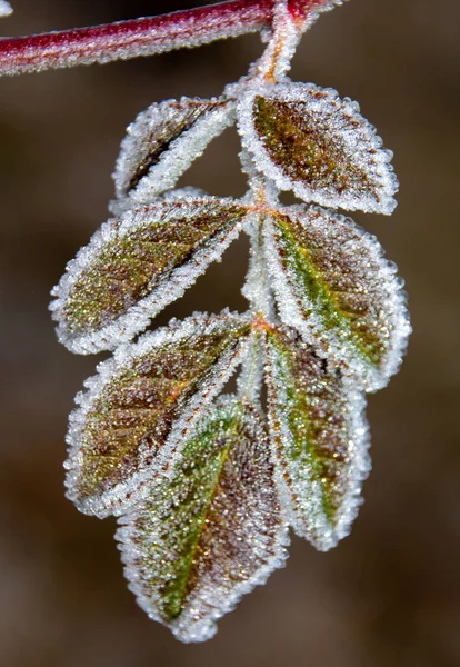 Focus Selettivo Delle Foglie Della Pianta Verde Ricoperte Gelate Cristalline — Foto Stock