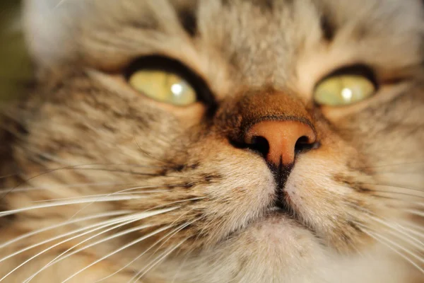 Вибірковий Фокус Крупним Планом Обличчя Кішки Таббі — стокове фото