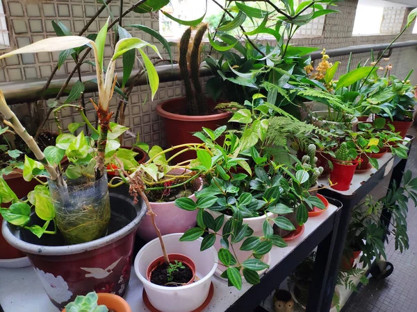 Een Prachtig Balkon Met Diverse Groene Bloempotten Tafels — Stockfoto