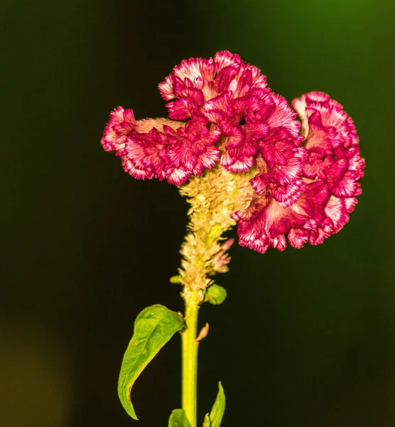 Ένα Κάθετο Κοντινό Πλάνο Από Ένα Λουλούδι Τσελοσιάς Ένα Θολό — Φωτογραφία Αρχείου