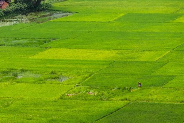 마리가서 식하는 모습은 마을의 농토를 재배하는 — 스톡 사진