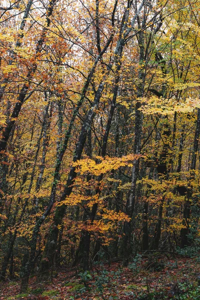 Plan Vertical Beaux Arbres Automne Dans Forêt — Photo