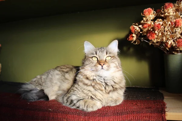 Foco Seletivo Close Gato Tabby Deitado Sobre Pano Uma Superfície — Fotografia de Stock