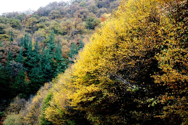 木々や葉が美しい秋の風景 — ストック写真