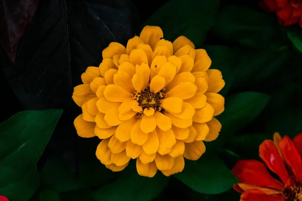 Вид Сверху Красивый Желтый Цветущий Цветок Поле — стоковое фото