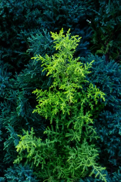 一种常绿柏树树叶的特写垂直拍摄 — 图库照片