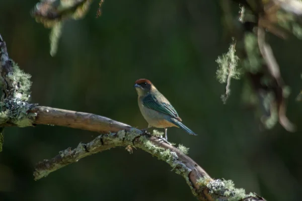 Selective Focus Shot Cute Scrub Tanager Bird Perched Tree — Stock Photo, Image