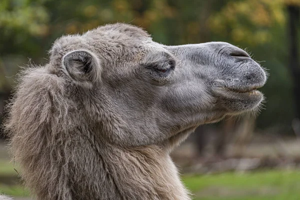 Selektive Fokusaufnahme Eines Kamels Branitzer Park — Stockfoto