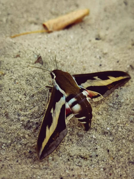 Eine Vertikale Aufnahme Eines Nachtfalters Auf Dem Sand Sonnenlicht Mit — Stockfoto