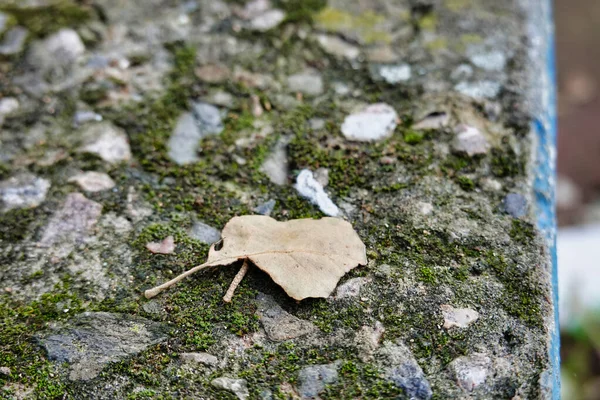Eine Nahaufnahme Von Getrocknetem Blatt Auf Dem Boden — Stockfoto
