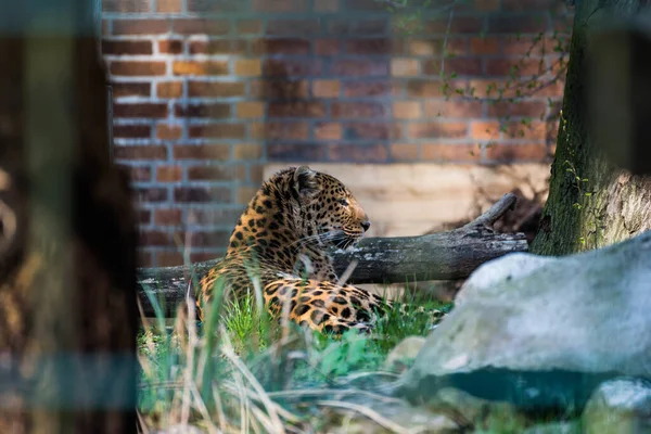 Selektiv Fokusbild Fjärran Österns Leopard — Stockfoto