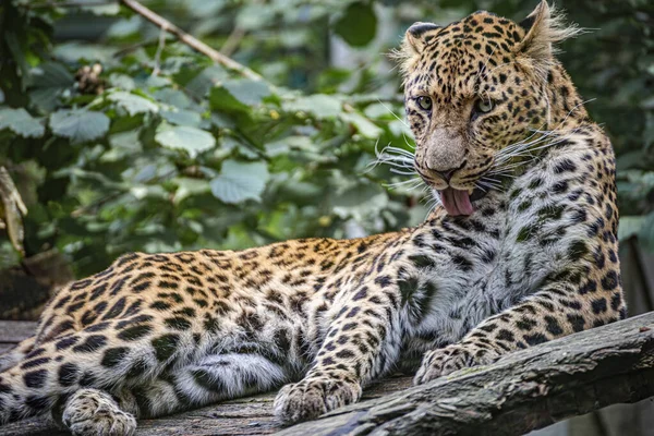 Selektivní Snímek Leoparda Dálného Východu Branitzově Parku Německu — Stock fotografie