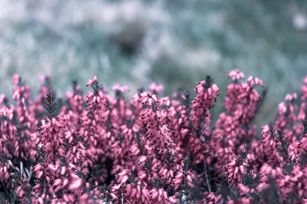 Een Close Van Een Winterheideveld Bij Daglicht Met Een Wazige — Stockfoto