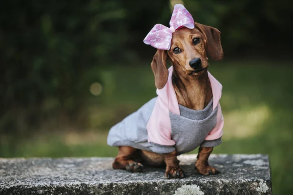 A closeup of a sweet brown dwarf dachshund wearing a stylish pullover and pink headband posing in a park