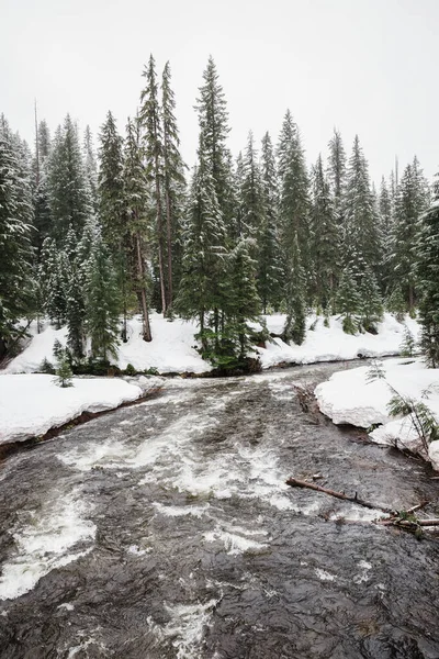 Disparo Vertical Del Bosque Pinos Esmerilados Río Rogue Oregon —  Fotos de Stock