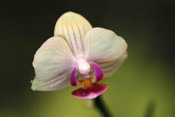 Primer Plano Una Flor Con Hermoso Pétalo Rosa Blanco — Foto de Stock