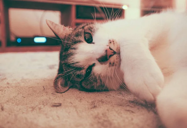 Closeup Shot Cute Domestic Cat Lying Floor — Stock Photo, Image