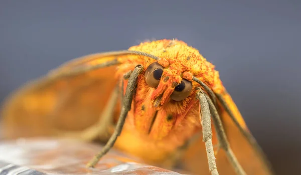 Uma Mariposa Laranja Fundo Natural — Fotografia de Stock