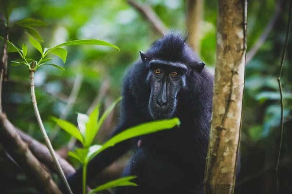 Gros Plan Macaque Crête Célèbes Sur Des Arbres Dans Une — Photo