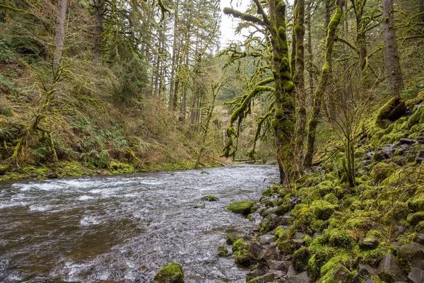 Beau Cliché Ruisseau Abiqua Oregon — Photo