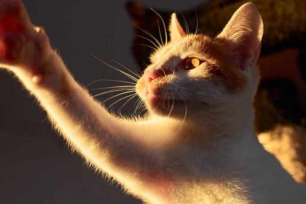 Tiro Lateral Gato Obediente Fofo Dando Pata Direita — Fotografia de Stock