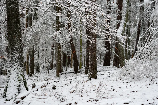ドイツ ラインラント プファルツ州ランダウのクライン カルミットの丘の雪深い森の選択的フォーカス — ストック写真