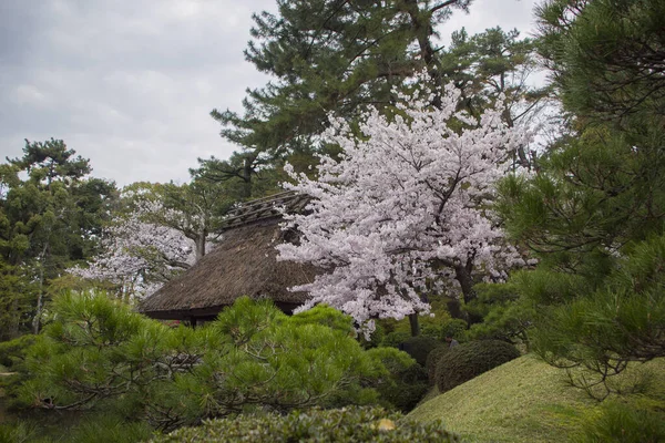 公園の美しい景色 — ストック写真