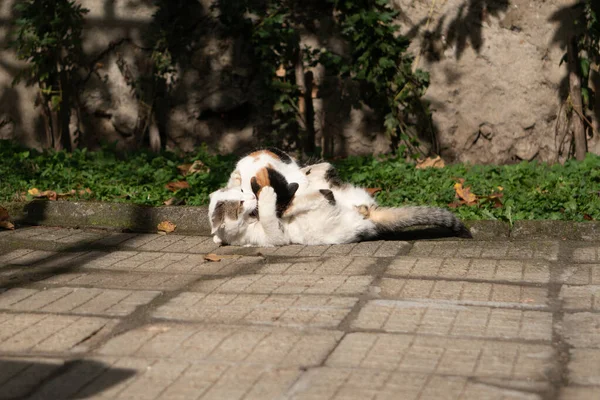Parkta Oynaşan Güzel Bir Kedi Resmi — Stok fotoğraf