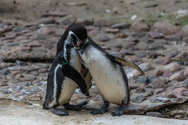 可爱的眼镜企鹅的选择性聚焦镜头 — 图库照片