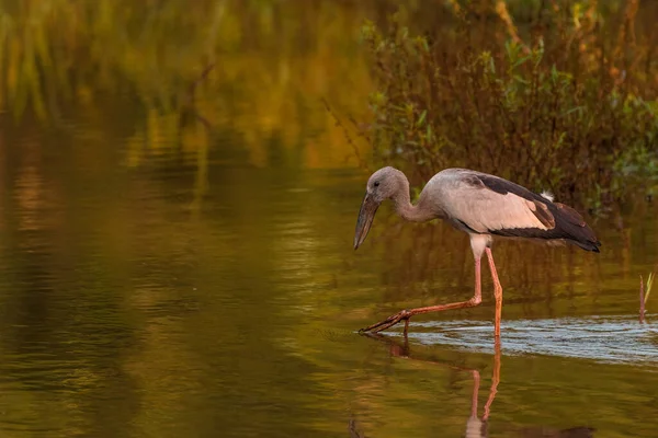 Grande Aigrette Dans Eau — Photo