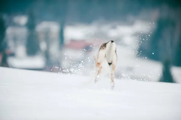 Селективный Фокус Крупным Планом Волчьей Собаки Играющей Снежной Земле — стоковое фото