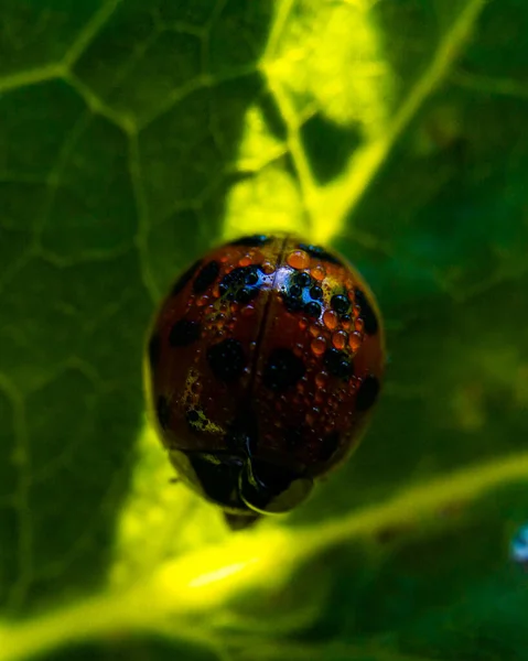 Primer Plano Mariquita Con Gotas Rocío Una Hoja Verde — Foto de Stock