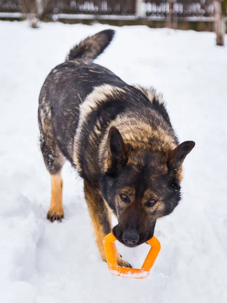 冬の雪の上でおもちゃで遊ぶ愛らしい茶色の犬の選択的な焦点 — ストック写真