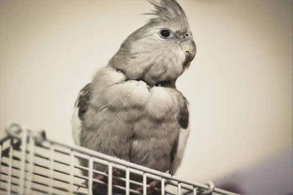 Eilat Israel Dec 2020 Portrait Silver Cockatiel Siding Angle Cage — стокове фото