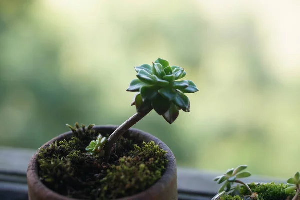 窓辺の土鍋に美しい多肉植物 — ストック写真