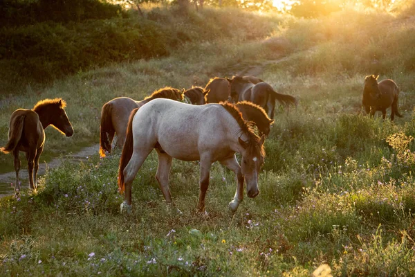 Closeup Shot Beautiful Domestic Horses Eating Grass Flowers Field Sunset — Stock Photo, Image
