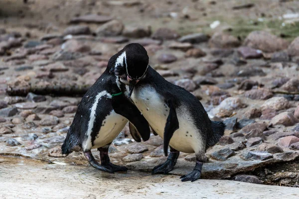 可爱的眼镜企鹅的选择性聚焦镜头 — 图库照片