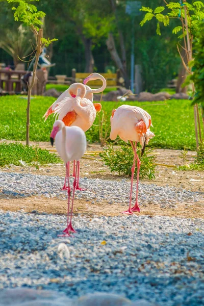 Pionowe Ujęcie Grupy Flamingów Areen Wildlife Park Bahrajnie — Zdjęcie stockowe