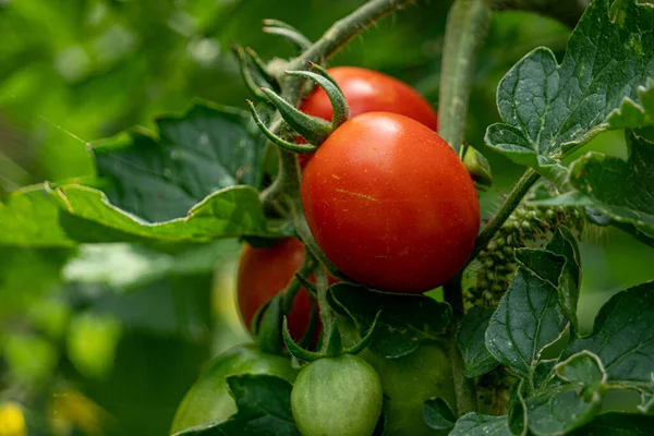 Eine Nahaufnahme Von Reifen Roten Tomatenpflanzen Garten Isoliert — Stockfoto