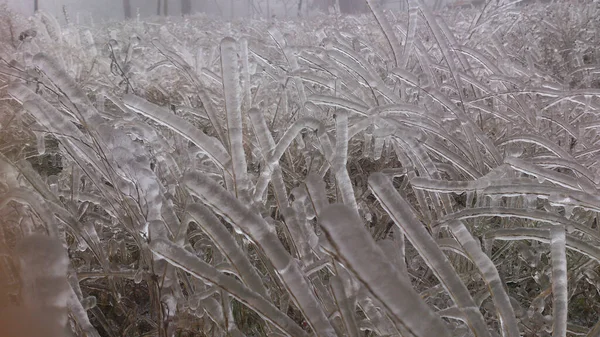 Bel Primo Piano Piante Congelate Nel Campo Giorno Pioggia Gelida — Foto Stock