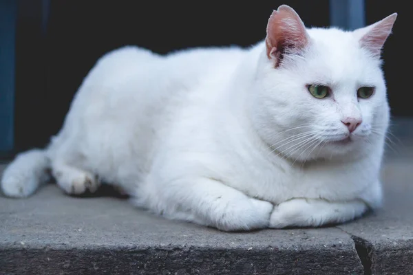 Close Gato Branco Vadio Adorável Deitado Chão — Fotografia de Stock