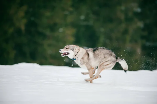 雪の地面で遊んでいるオオカミの選択的なフォーカスのクローズアップ — ストック写真