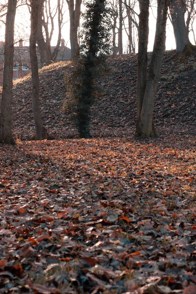 Вертикальный Снимок Опавших Сухих Листьев Деревьев Эмдене Германия — стоковое фото