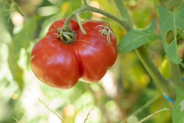 Gros Plan Sélectif Tomates Mûres Qui Poussent Dans Jardin — Photo