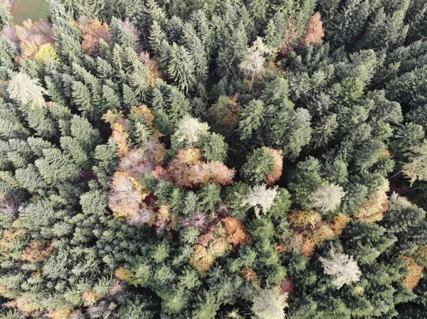 Воздушная Съемка Осеннего Леса — стоковое фото