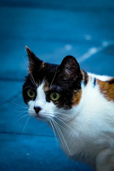 緑の目のかわいい猫の垂直選択的フォーカスショット — ストック写真