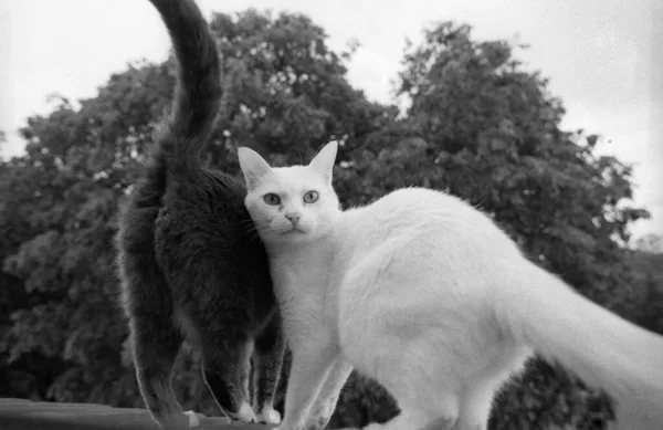 灰色の猫にもたれてカメラを見ている白い猫の灰色のショット — ストック写真